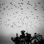 Zhengzhou, Henan Province 24×36cm gelatin silver print 2011